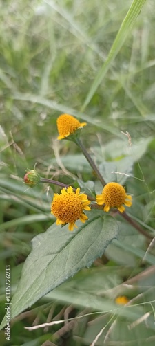 yellow flower on green background