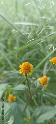 yellow flowers in the garden