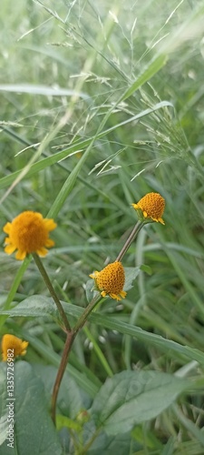 orange flower in the garden