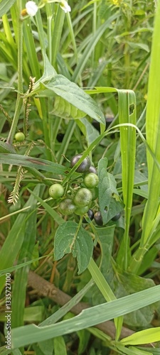 green peas in the garden