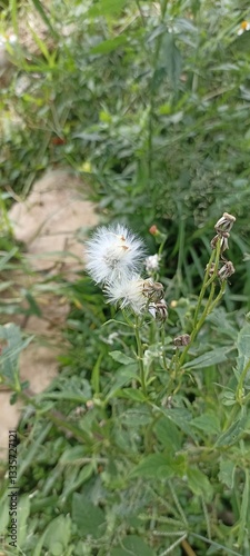grass in the wind