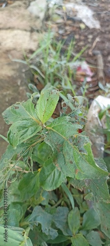 green tree frog