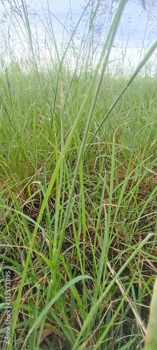 green grass in the field