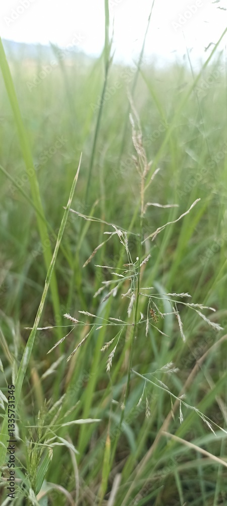 Obraz premium grass in the wind
