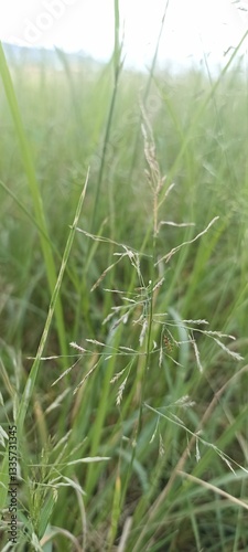 grass in the wind