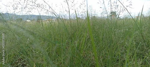 grass in the wind