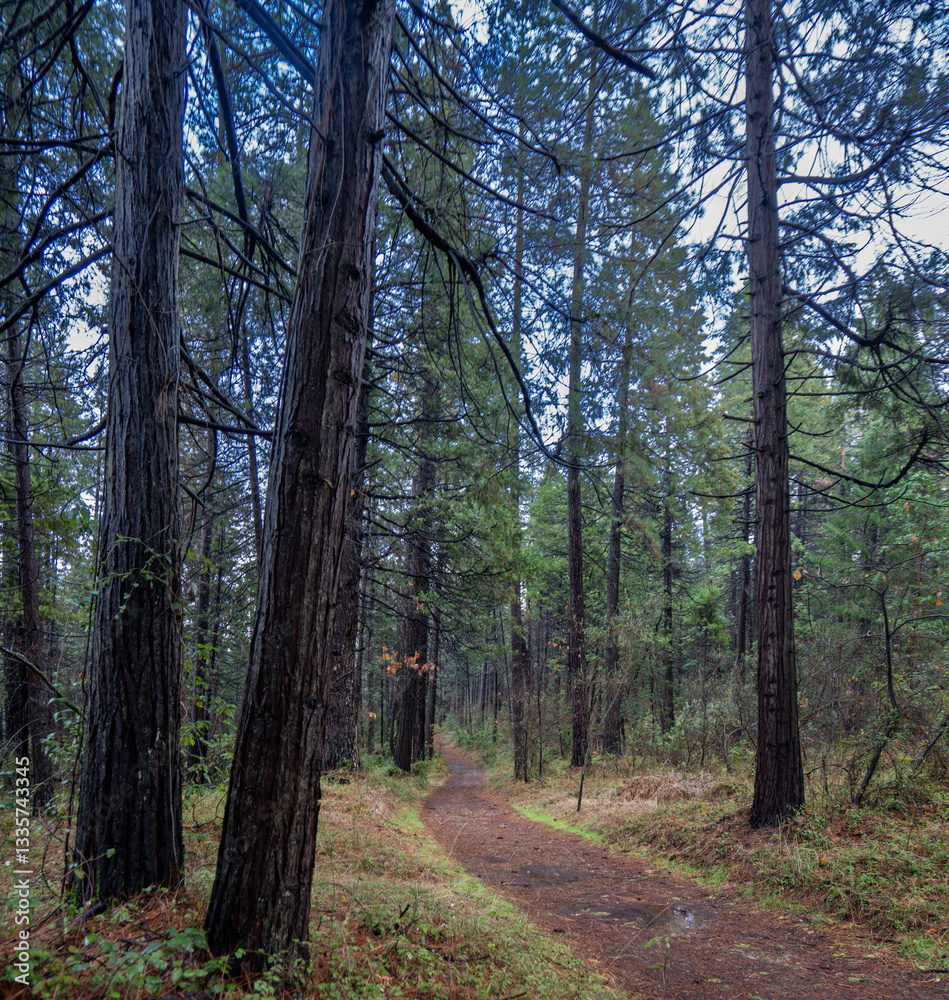 Naklejka premium path in the forest