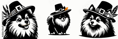 Pomeranian Dog wear pilgrim hat in thanksgiving vector graphic a fluffy dog in autumn attire