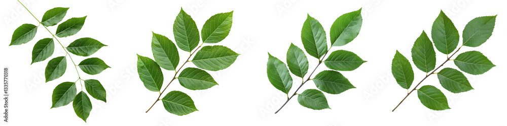 Various arrangements of lush vibrant green leaves on natural wooden branches showcasing the beauty and diversity of plant life Various arrangements of lush vibrant green leaves on natural wooden branches showcasing the beauty and diversity of plant life