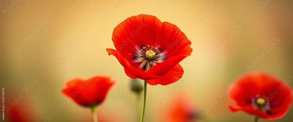 Fototapeta premium Close-up of two vibrant red poppies in full bloom against a soft, blurred background, material, colorful