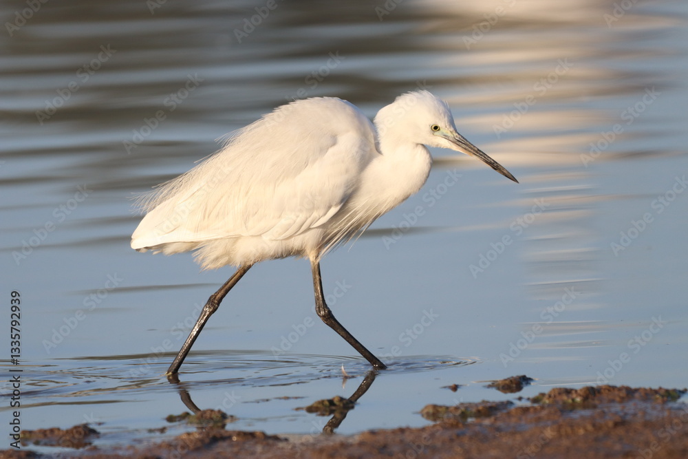 Naklejka premium Littel white egret