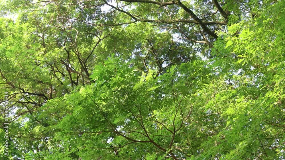 Sunlight shining through the leaves of tropical plants in a natural forest Sunlight shining through the leaves of tropical plants in a natural forest
