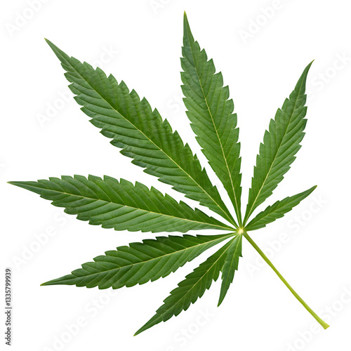 cannabis leaf on white background