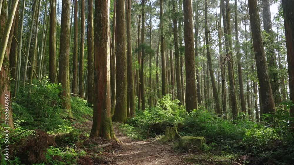 Hiking trail going through green forest in Alishan mountain, Taiwan. Hiking trail going through green forest in Alishan mountain, Taiwan.