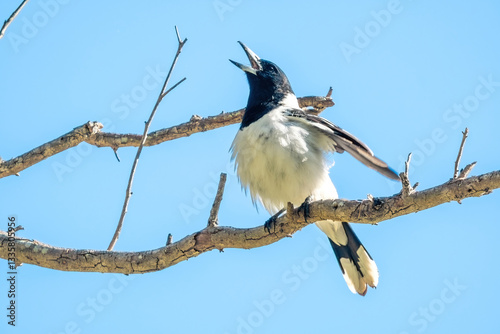 Pied butcherbird sings out while perched on a branch