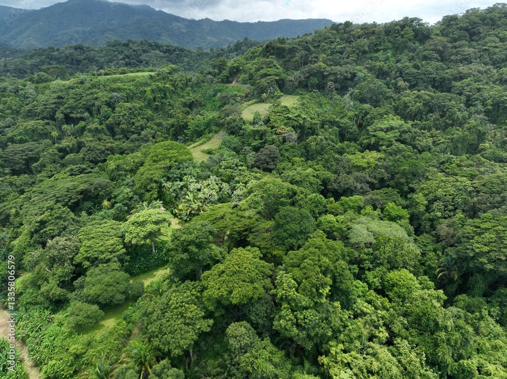 Carara National Park's lush Costa Rican rainforest