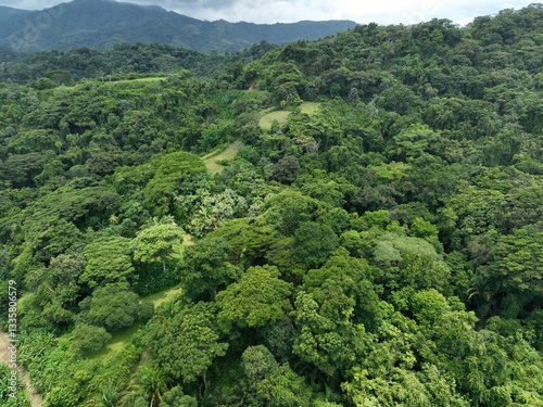 Obraz na płótnie Carara National Park's lush Costa Rican rainforest w salonie