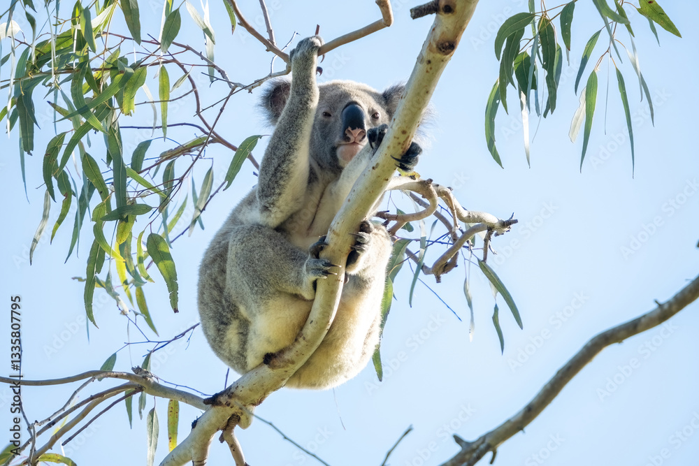 Obraz premium A koala relaxing in a tree