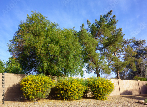 Australian native Feathery Cassia or Silver Senna (Senna Artemisioides) in desert style xeriscaping in American Southwest