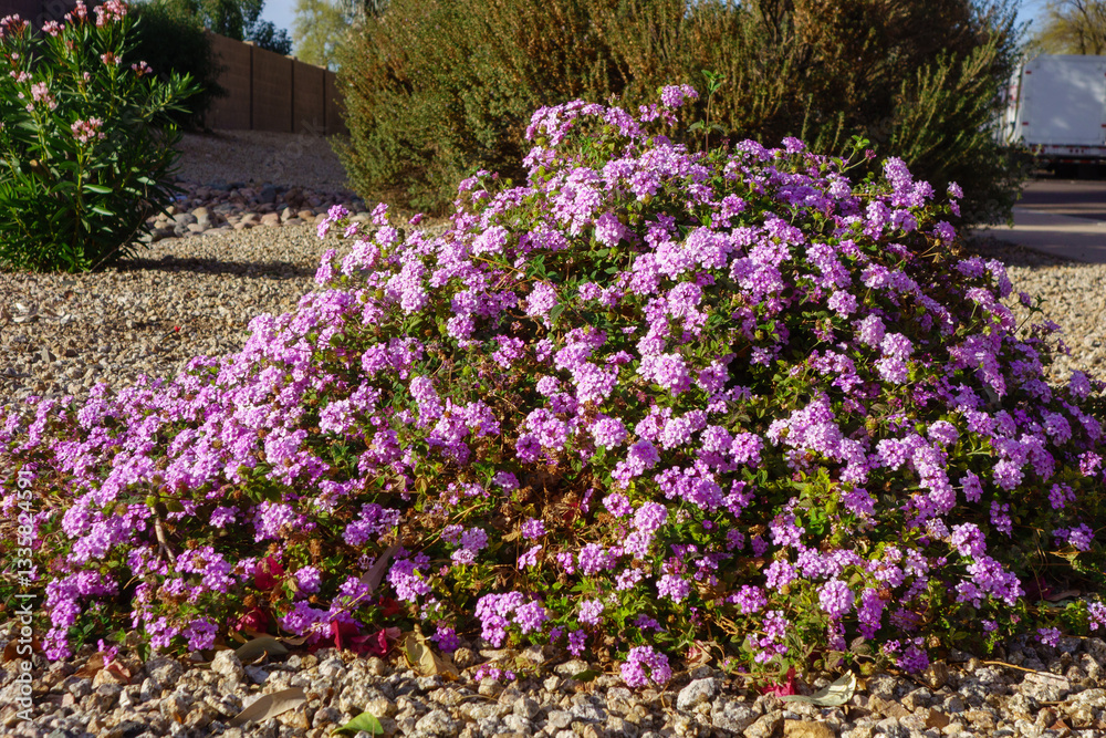 Lavender Trailing Lantana in Xeriscaping in Winter