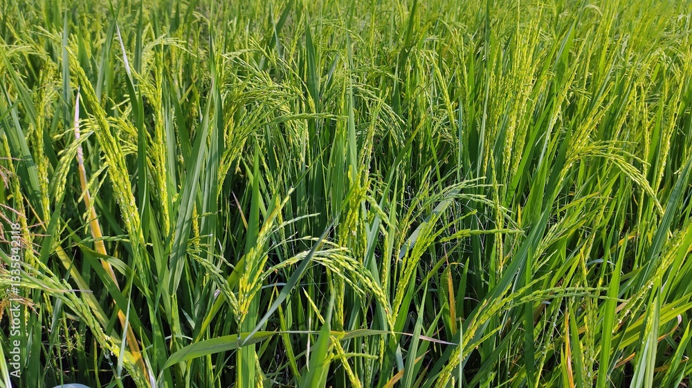 A close-up view of a vibrant rice paddy field with lush green rice plants in their reproductive stage. The rice panicles, heavy with developing grains, gently sway in the sunlight A close-up view of a vibrant rice paddy field with lush green rice plants in their reproductive stage. The rice panicles, heavy with developing grains, gently sway in the sunlight