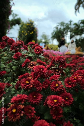 Red Flowers