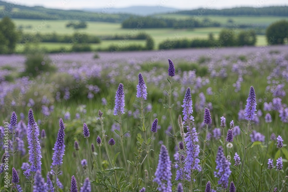 Naklejka premium Serene Countryside Landscape Abundant with Colorful Purple Wildflowers