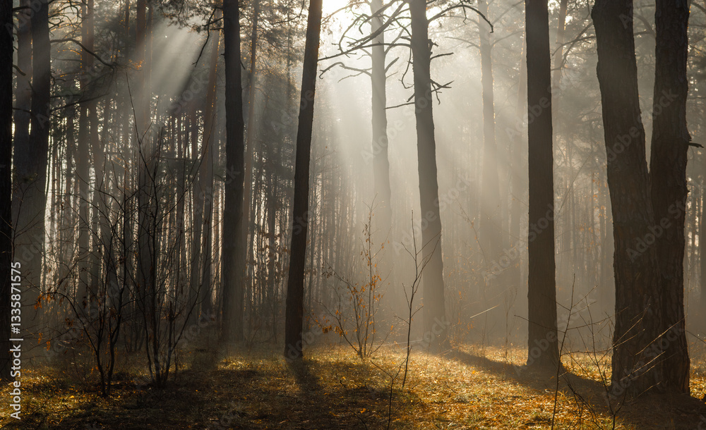 Naklejka premium Sunbeams breaking through tree branches. A pleasant walk in the forest on a sunny morning.