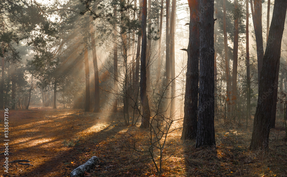 Obraz premium Sunbeams breaking through tree branches. A pleasant walk in the forest on a sunny morning.