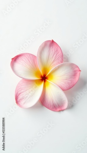 Single frangipani blossom with delicate petals on pure white backdrop, minimalistic, vibrant
