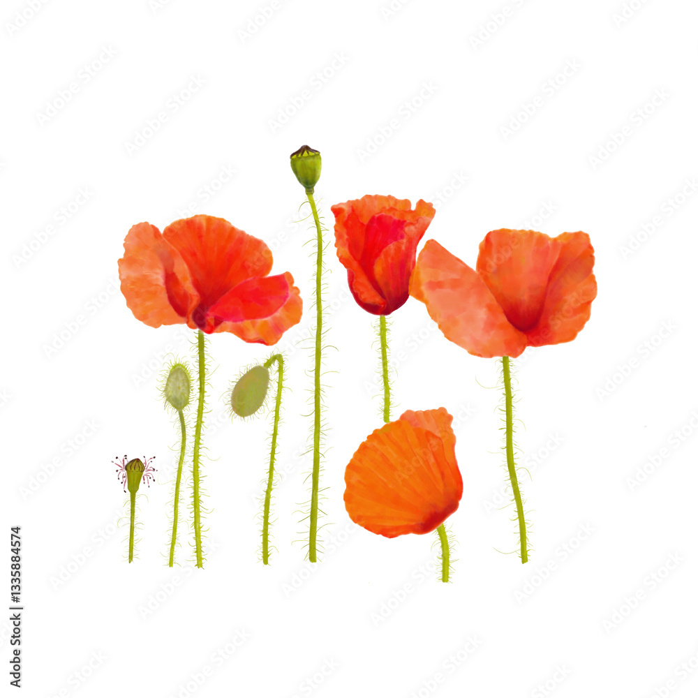 Obraz premium Poppy flowers water colour painting 