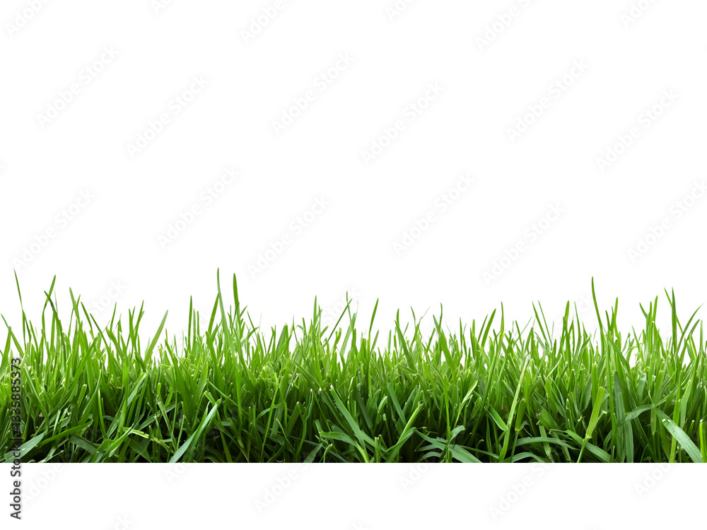 A close-up image highlighting a section of bright green, healthy grass blades against a black background. A close-up image highlighting a section of bright green, healthy grass blades against a black background.