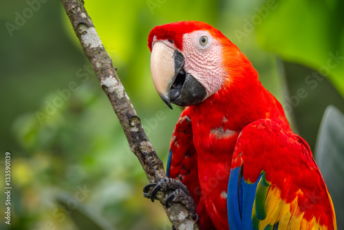 Scarlet Macaw - Ara macao, large beautiful colorful parrot from Central America forests, Costa Rica.