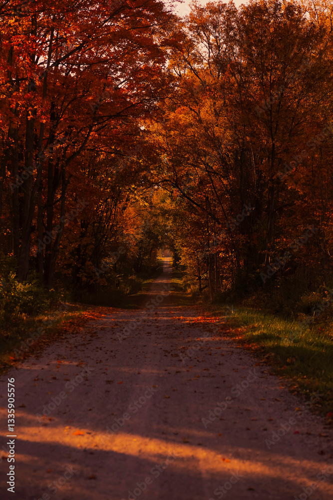 Fototapeta premium autumn in the forest