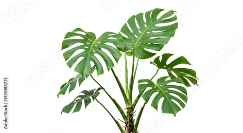 Green Monstera Leaves on White
