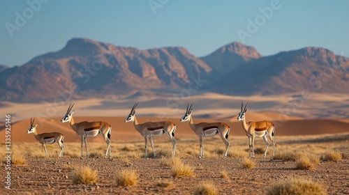 Springboks in desert mountains; wildlife in the African savanna. Possible use Stock photo for wildlife documentaries, travel ads, nature calendars photo