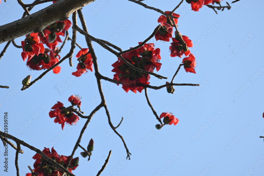 Bombax ceiba tree flower. Its common names cotton tree, Malabar silk cotton tree, red silk cotton, red cotton tree, silk cotton tree and kapok.
Bombax ceiba tree flower. Its common names cotton tree, Malabar silk cotton tree, red silk cotton, red cotton tree, silk cotton tree and kapok.