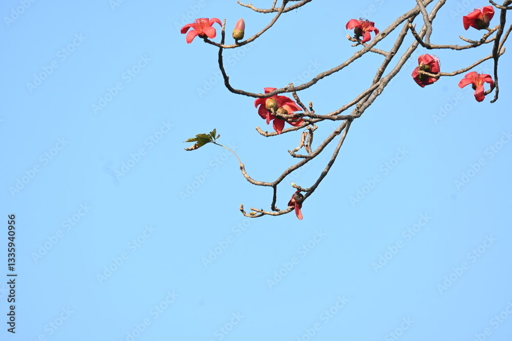 Bombax ceiba tree flower. Its common names cotton tree, Malabar silk cotton tree, red silk cotton, red cotton tree, silk cotton tree and kapok.
Bombax ceiba tree flower. Its common names cotton tree, Malabar silk cotton tree, red silk cotton, red cotton tree, silk cotton tree and kapok.