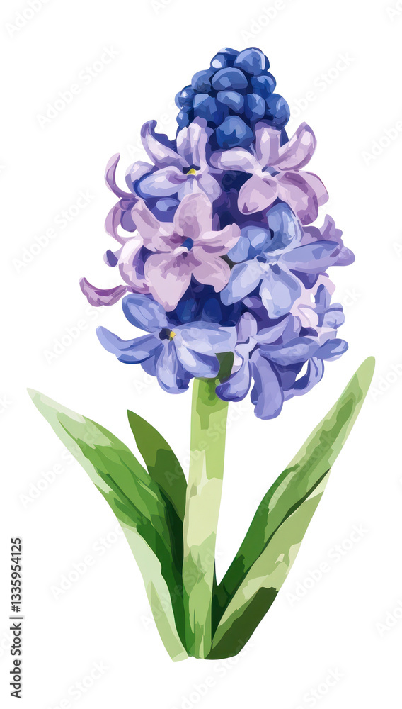 Obraz premium PNG Hyacinth flower flowers watercolor hyacinth.
