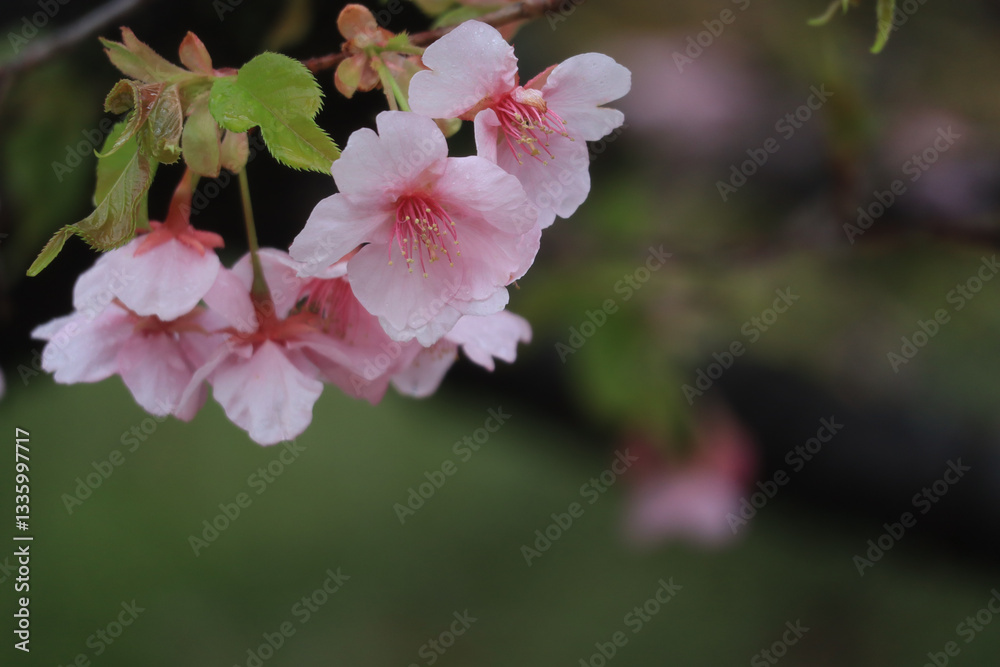 Obraz premium 河津桜