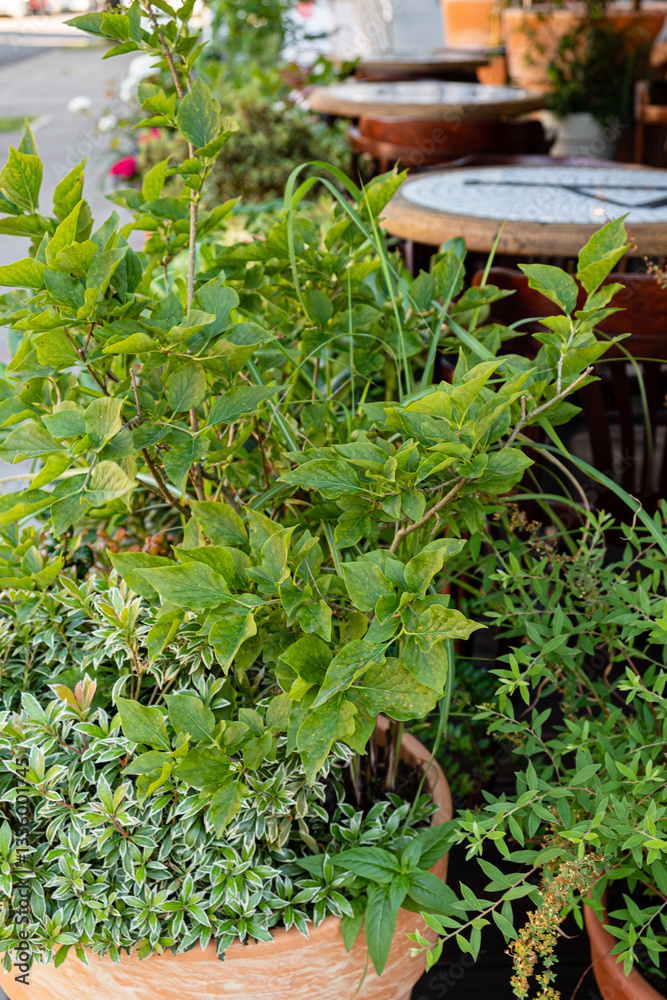 Fototapeta premium Lush green plants flourish in terracotta pots, adding life to a quaint outdoor dining space