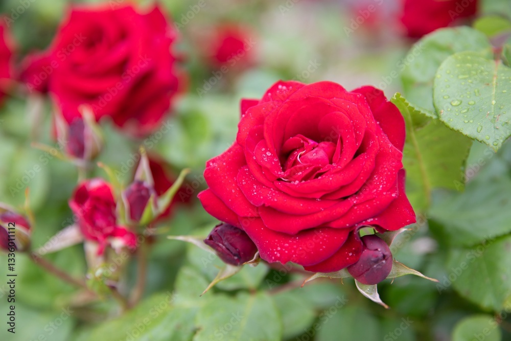 赤い薔薇