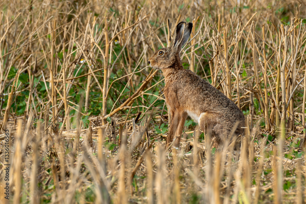 Fototapeta premium Feldhase in Lauerstellung