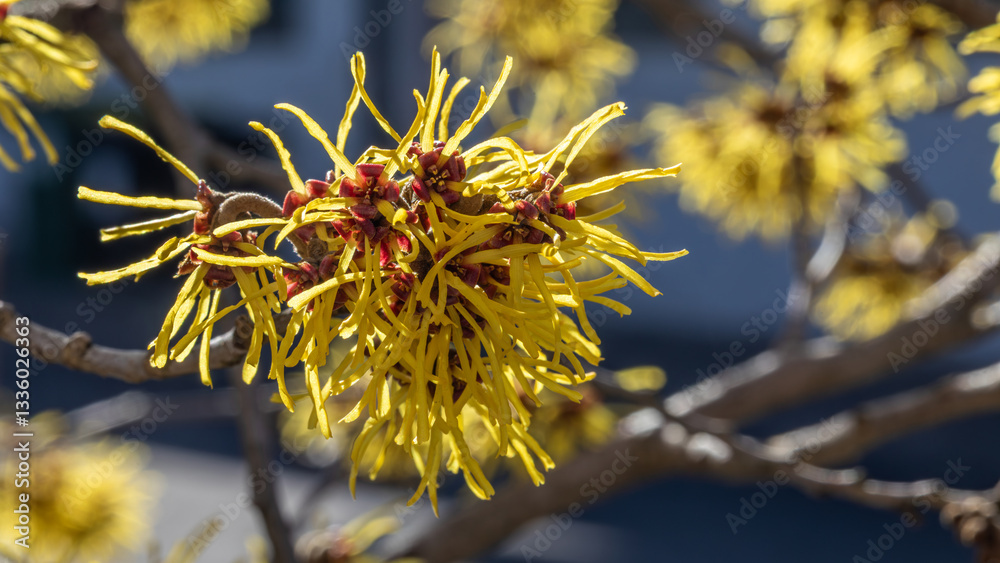 Obraz premium Zaubernuss, hamamelis