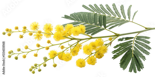 Acacia dealbata, Silver wattle, Blue wattle, Mimosa flower, Wattle tree, Acacia flower, Fabaceae plant, Australian native plant, Flowering tree, Yellow blossoms, Acacia illustration, Botanical illustr photo