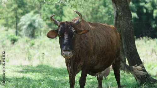 Bull ruminating in a field.