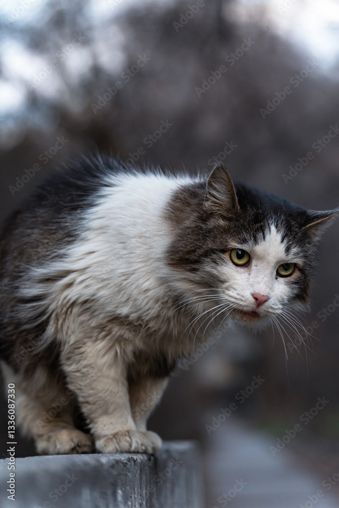 Dramatic portrait of a stray dirty fluffy cat sitting at dusk on a concrete fence and glowering to the right, vertical photo. Dramatic portrait of a stray dirty fluffy cat sitting at dusk on a concrete fence and glowering to the right, vertical photo.