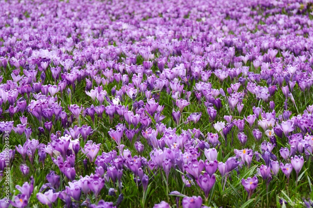 Spring field with crocus flowers Spring field with crocus flowers