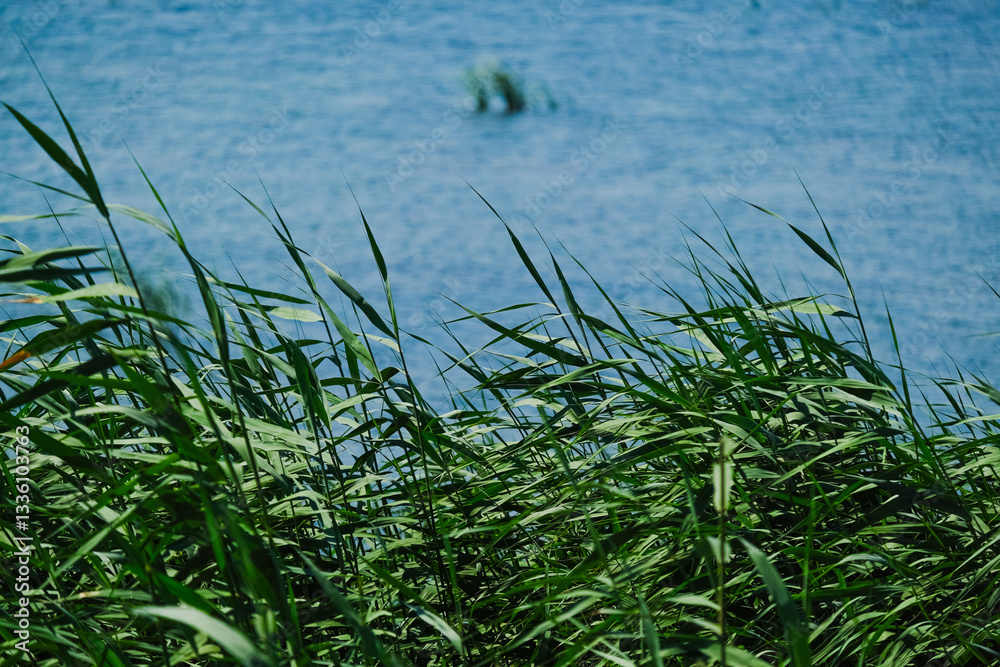 Fototapeta premium Young green reed grows out of the water
