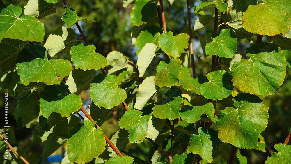 Obraz premium Green leaves close-up in summer